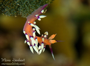 upside down! by Mona Dienhart 